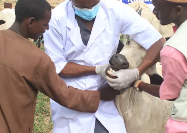 Qurbani Project in Benin Supports Vulnerable Families and Communities
